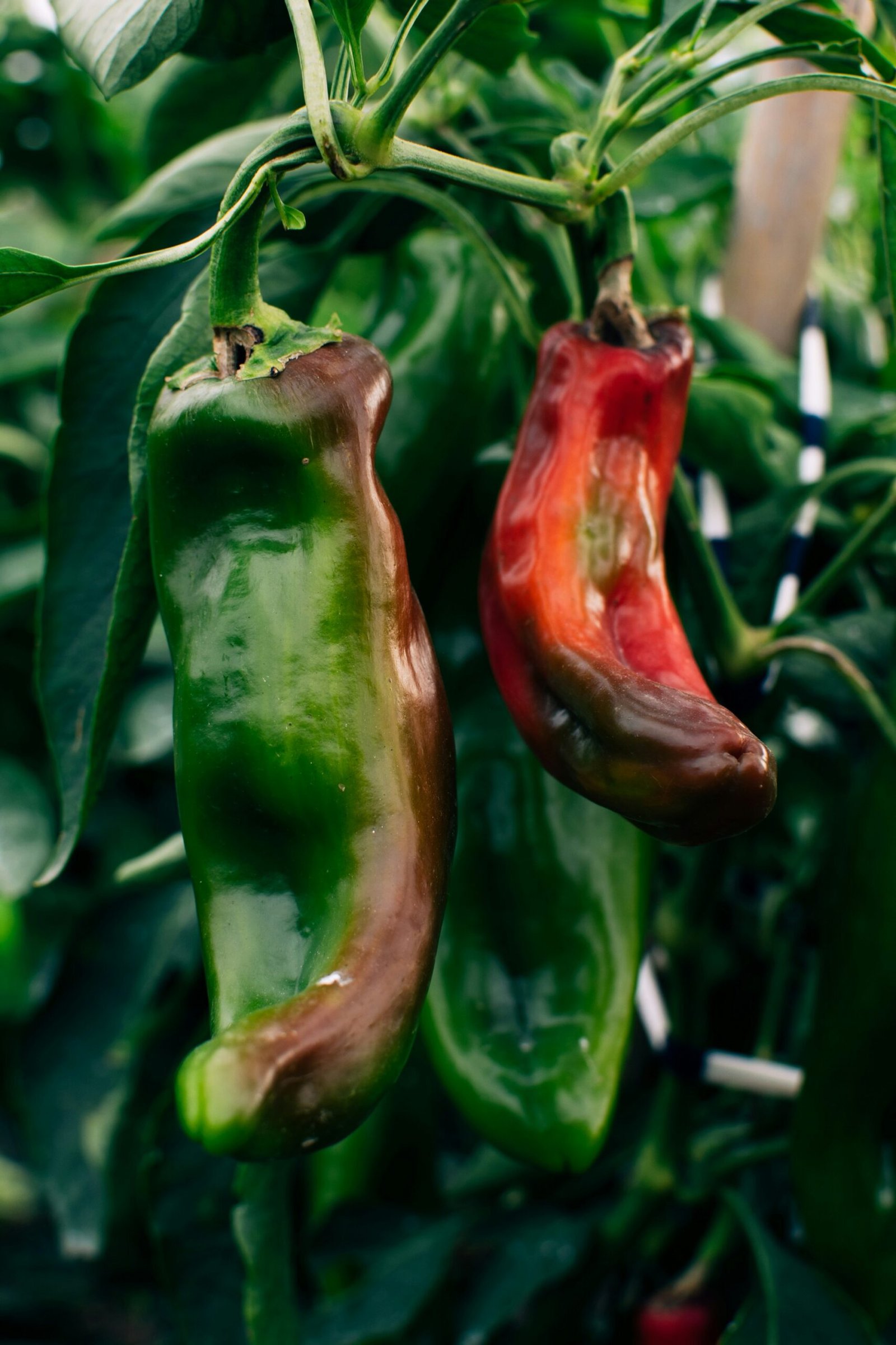 a group of peppers on a plant